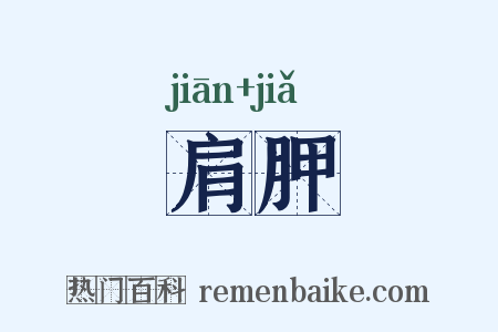 肩胛是什么意思的图片